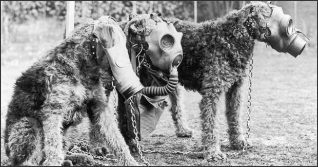 Четвероногий воин: история боевых псов