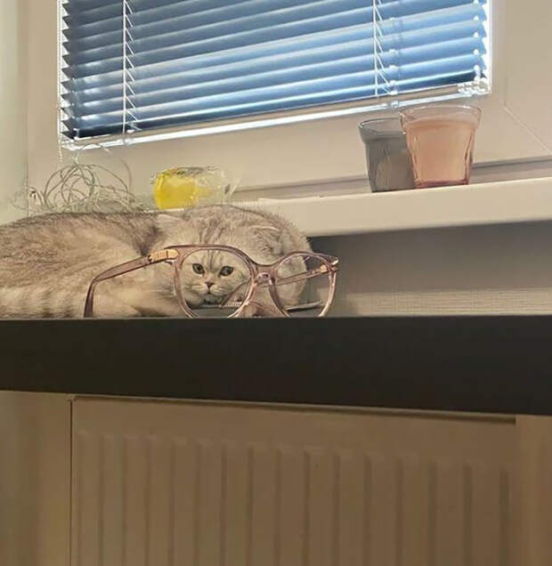 12 угарных животных, которых хозяева сфоткали через искаженные стекла