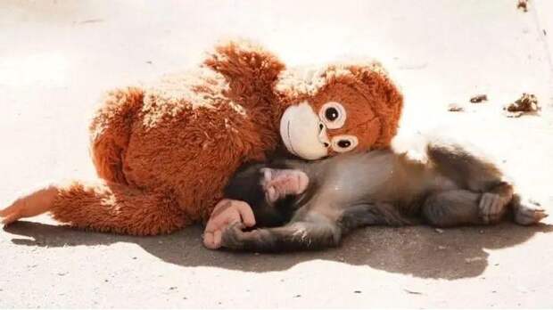 Слезы, ярость и культура отмены: почему тревога о животных стала главным трендом 2026 года