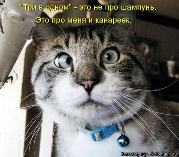 Новая котоматрица для хорошего настроения (35 фото)