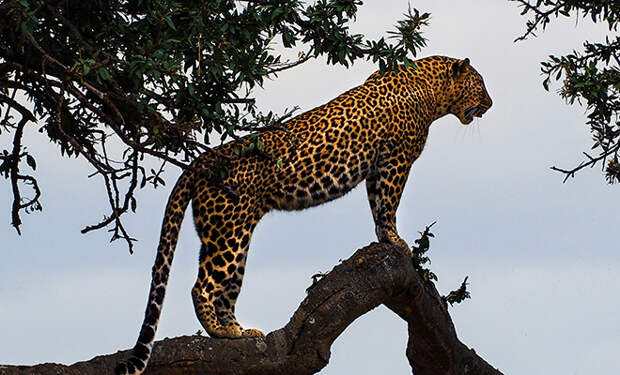 Ягуары умеют мяукать как кошки, но скрывали это. Ученые впервые записали их на видео