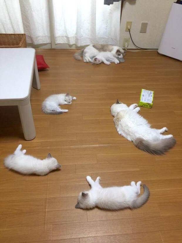20+ котеек, которые пренебрегают всеми известными законами физики