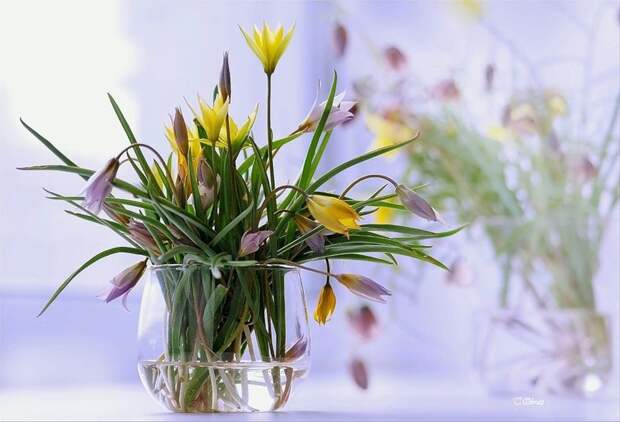 НЕЖНЕЕ НЕЖНОГО ... ФОТОГРАФ ТАТЬЯНА ОБРАЗ НЕЖНЕЕ НЕЖНОГО ... ФОТОГРАФ ТАТЬЯНА ОБРАЗ