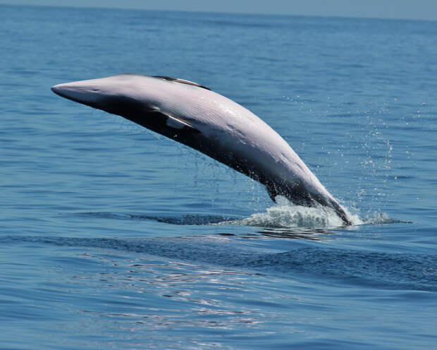 Исландия. Здесь в водах, омывающих остров, обитают малые полосатики и беломордые киты; нередко можно встретить синих китов, кашалотов, белух и других представителей китообразных. На севере страны в городе Хусавик расположен самый крупный в Европе центр наблюдения за китами. (Tom Benson)