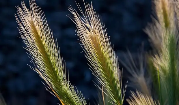 Что мы будем есть, или почему импортозаместить все не удастся