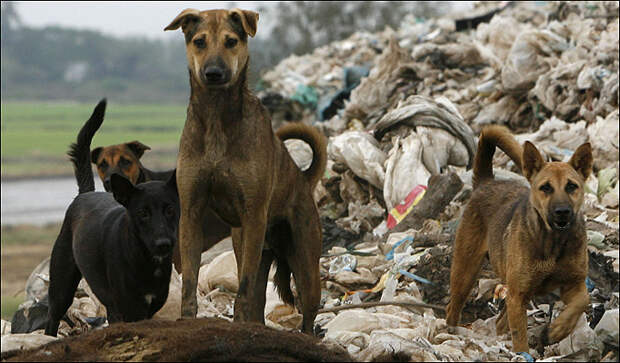 Стая диких собак выгрызла у овец морды