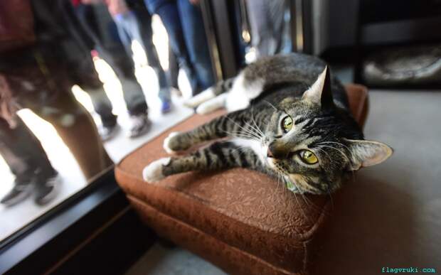 Персонал кафе «Purringtons Cat Lounge» в Портленде (штат Орегон) предлагает посетителям «удочерить» кошку Бегонию.