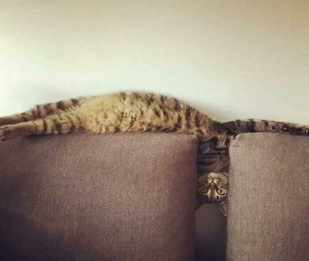 Уморительные котейки, которые сломались