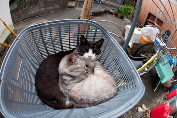 Кошачий рай на японском острове