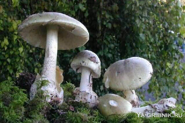 http://ya-gribnik.ru/images/blednaya-poganka/4.jpg