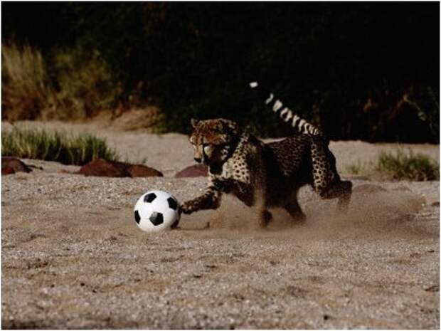 http://www.galerie-creation.com/chris-johns-un-guepard-domestique-montre-sa-vitesse-en-jouant-avec-un-ballon-de-foot-n-3560884-0.jpg