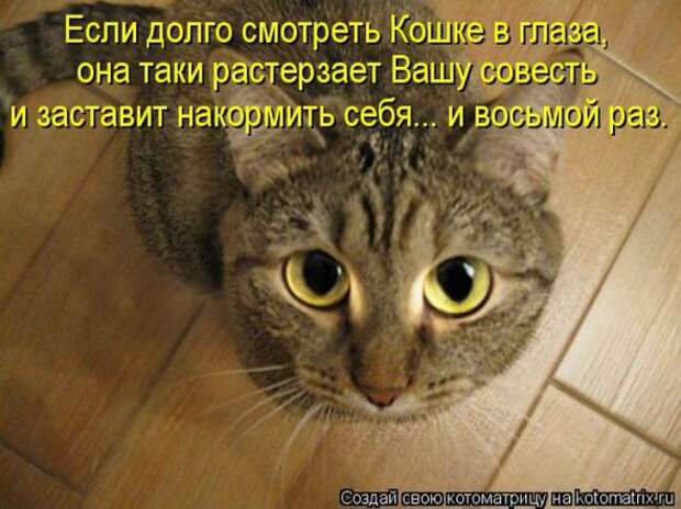 Котоматрицы(картинки с надписями)