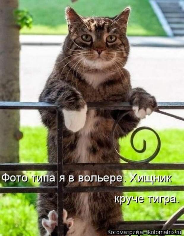 Котоматрица новая и прикольная (25 фото)