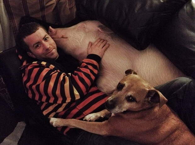 Собака и свинья отлично ладят вместе.