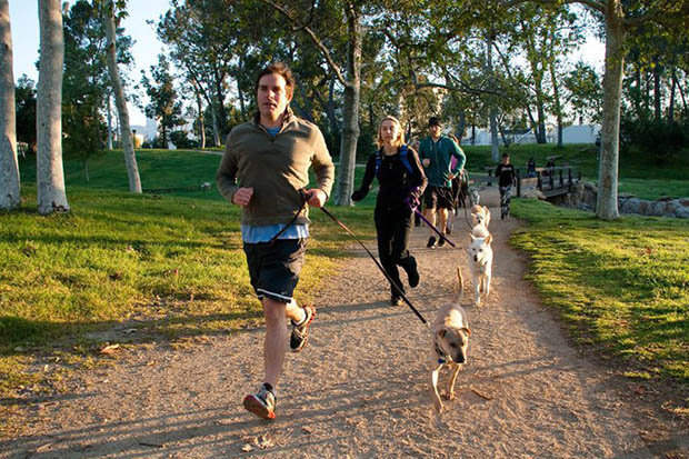 Doggy bootcamp has launched in America where pet owners can lose weight with their pooches