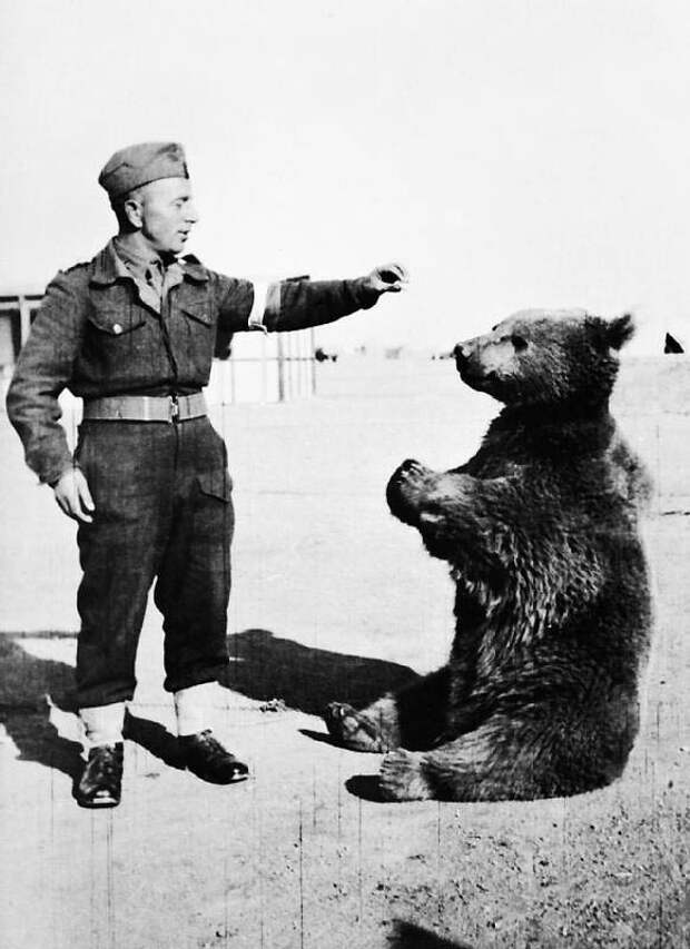 Войтек — медведь, который воевал Войтек — медведь, который воевал