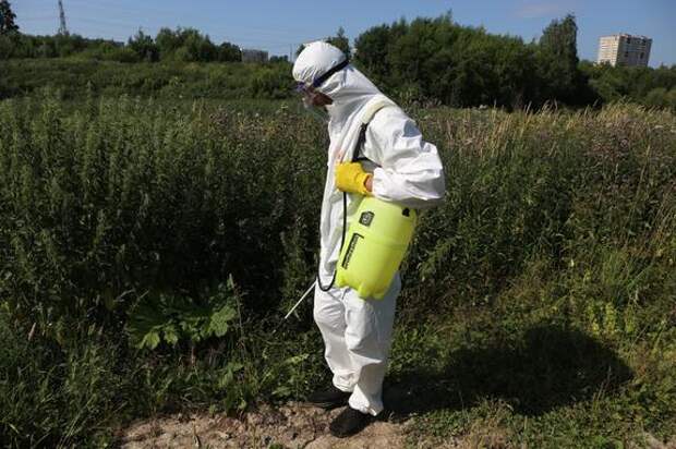 В Петербурге приняли закон о борьбе с борщевиком и инвазивными растениями