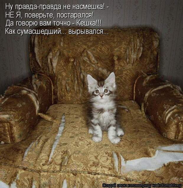 Котоматрица: Ну правда-правда не насмешка! - НЕ Я, поверьте, постарался! Да говорю вам точно - Кешка!!! Как сумасшедший... вырывался...