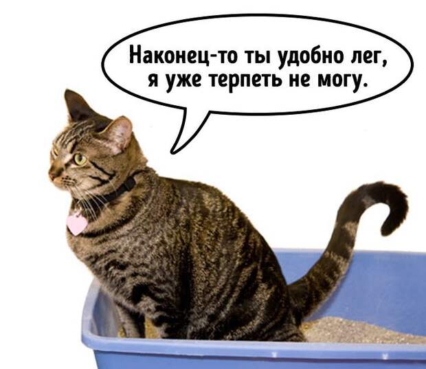 Объяснения странных привычек кошек