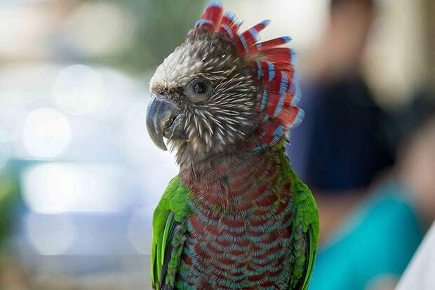 Самые красивые попугаи