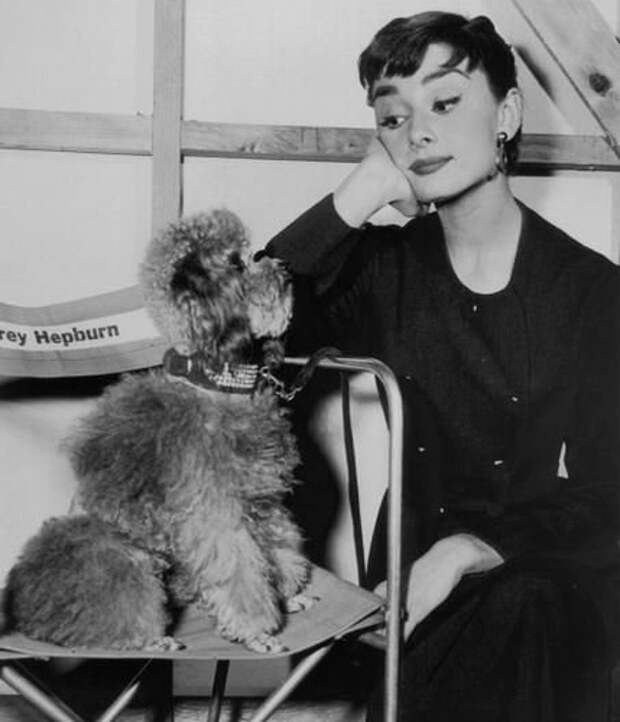 Одри Хепберн и животные: собака/ Audrey Hepburn and animals: dog. Photo 