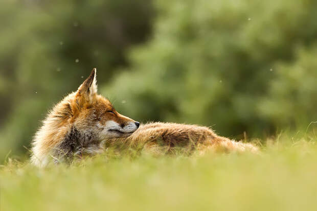 Непредсказуемые дикие лисы в фотографиях Розелин Реймонд-26