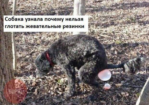 прикол, животные собаки