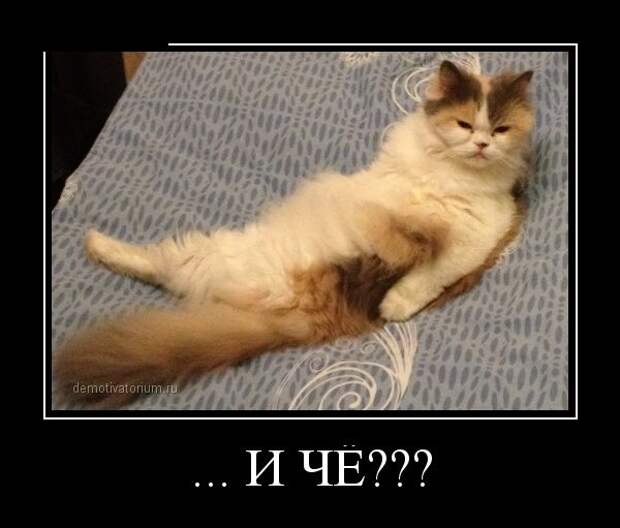 Обо всём.