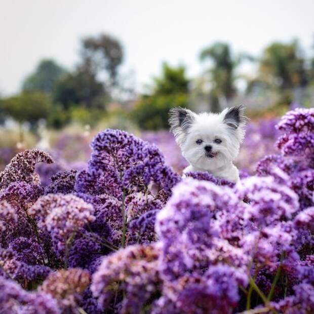 Этот крошечный терапевтический пёсик Норберт имеет огромную армию поклонников в Instagram