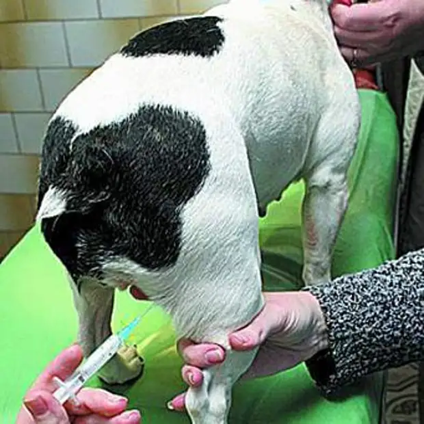 Фото как делать укол собаке в холку