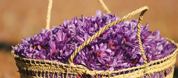 Сокровище Ирана: как производят шафран — самую дорогую пряность в мире