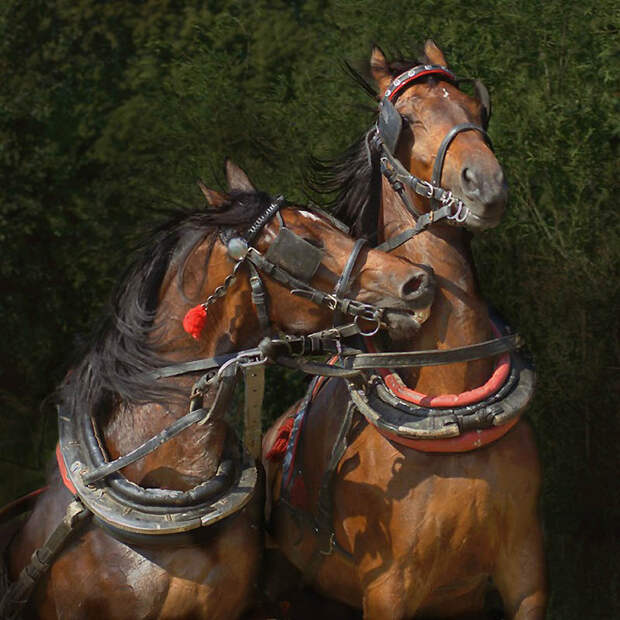 775 Сказочная красота   арабские и андалузские лошади