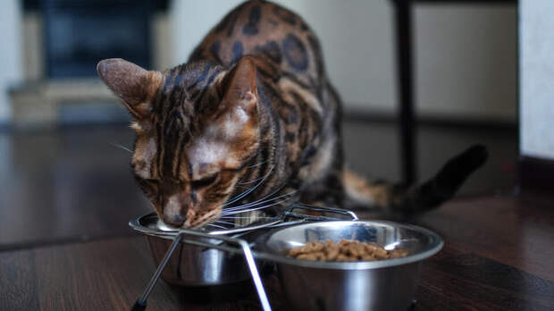 Ветеринар предупредила об опасности смены рациона для питомцев