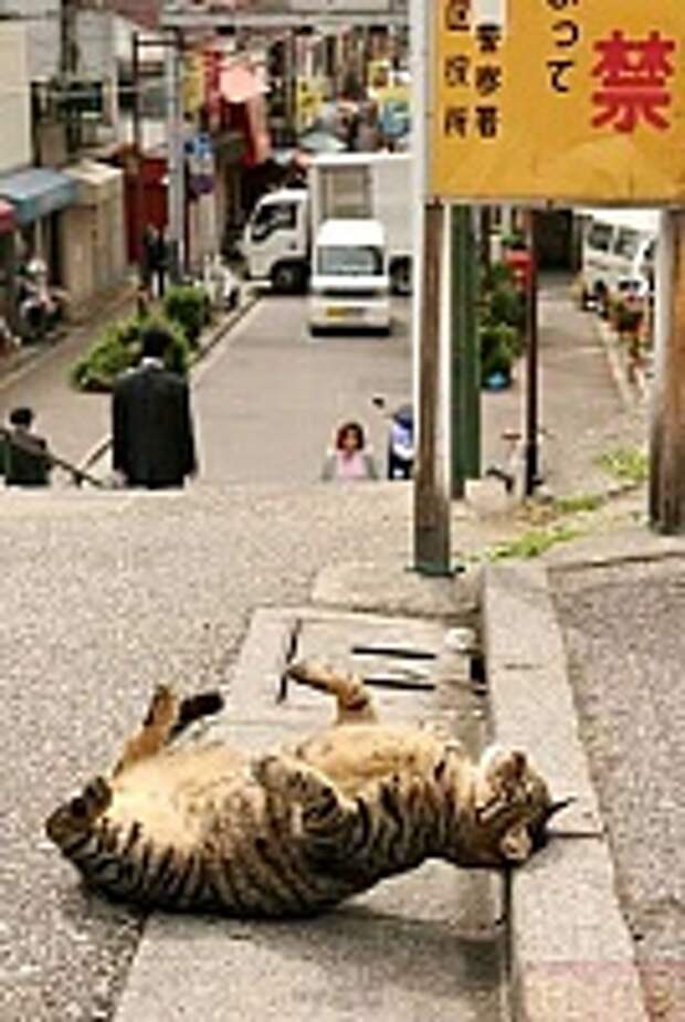 Кошки и Котята 77