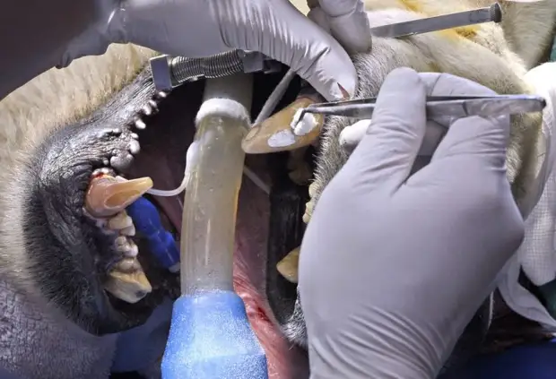 Как у Бориса прошел поход к ветеринару