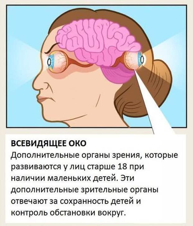 Органы, о существовании которых вы не знали.