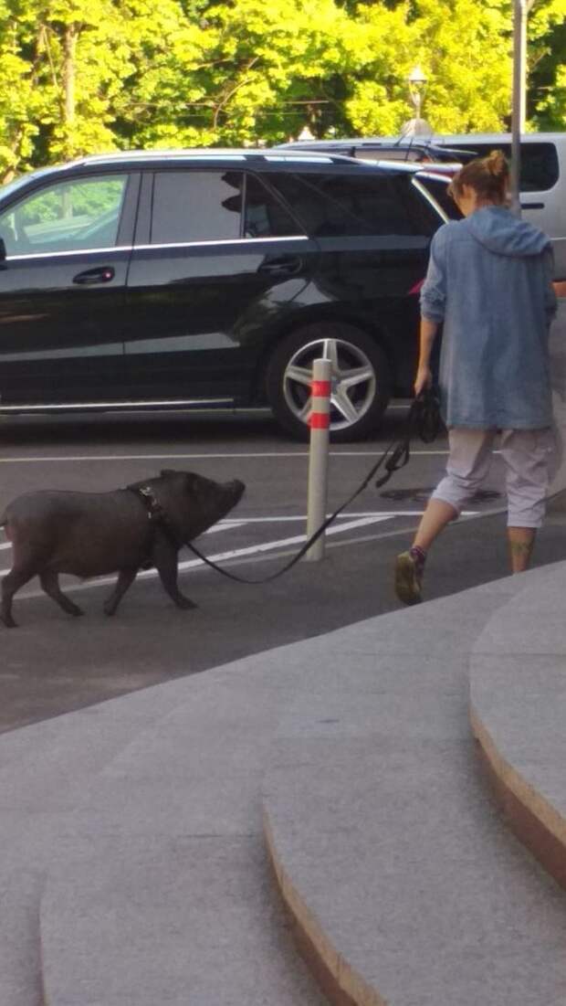 Думаете, что о вас подумают люди, когда увидят со свиньей на улице? Не парьтесь, этим уже давно не удивишь домашние животные, прикол, свинья, село, хряк, юмор
