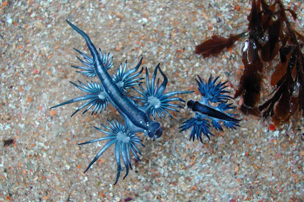 Glaucus Atlanticus