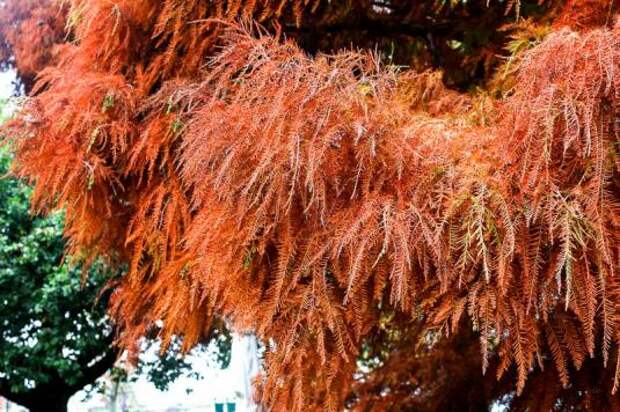 Таксодий двурядный (taxodium distichum)