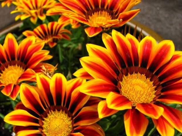 Газания (Gazania)