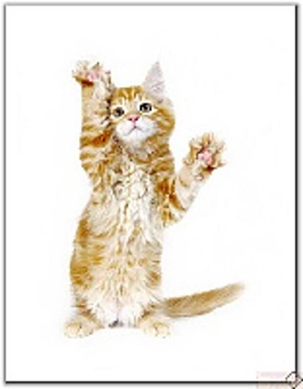 Кошки и Котята 21