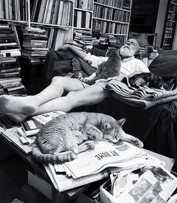 Шестипалые коты Хемингуэя жизнь, история, фотография