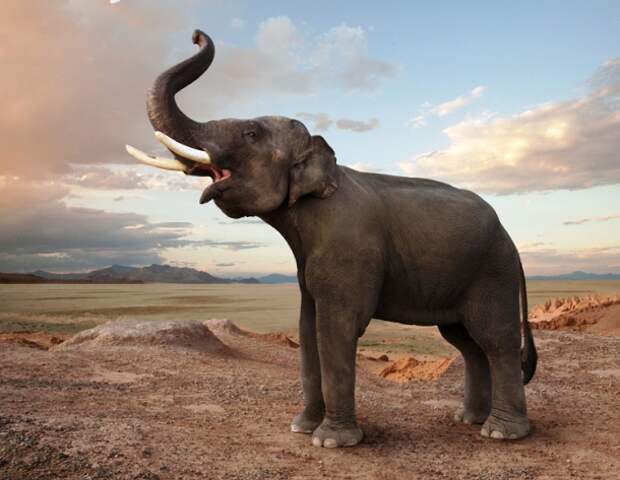 www.johnlund.com-Elephant-Trumpeting