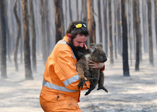 Кадры спасения пострадавших животных в Австралии