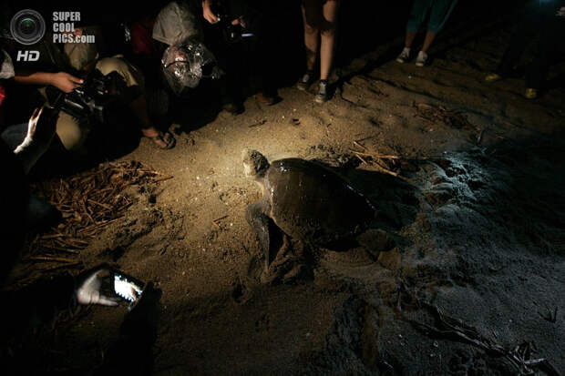 Мексика. Пуэрто-Вальярта, Халиско. 16 ноября. Сезон вылупления оливковых черепах на побережье Томатлана. (REUTERS/Alejandro Acosta)