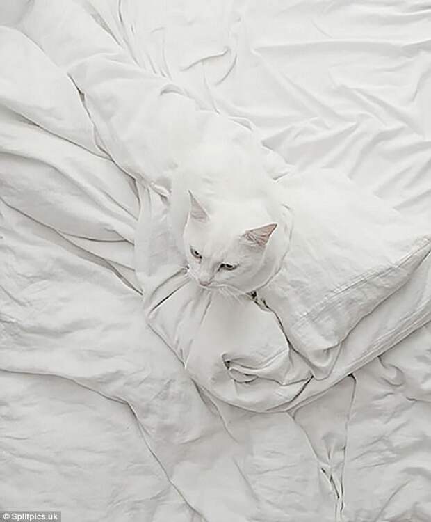 14. Белое на белом домашние животные, коты, кошки, маскировка, маскируется, прятки, смешные кошки