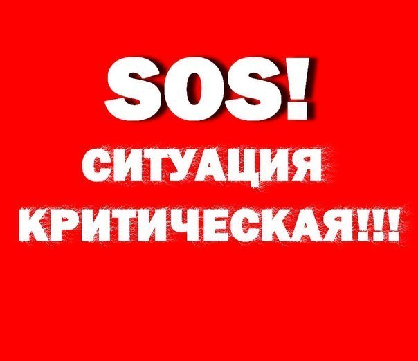 Эти малыши никому не нужны... А председатель агрессивен, грозится перетравить всех в этих дворах. Помогите, хотя бы временно.