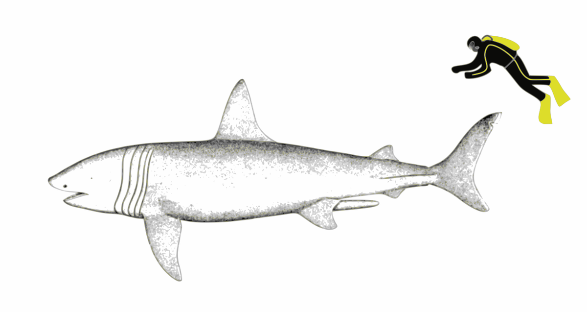 Соотношение средних размеров исполинской акулы и человека (cc by-sa The Nature Box)