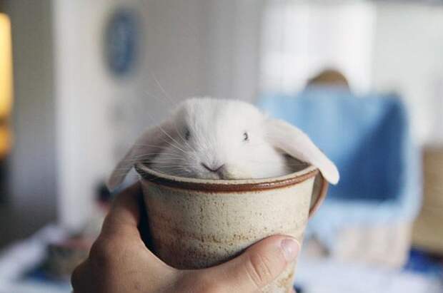 Кролики — это новые котики