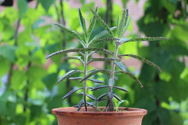 Ядовитые цветы: какие растения лучше не держать дома